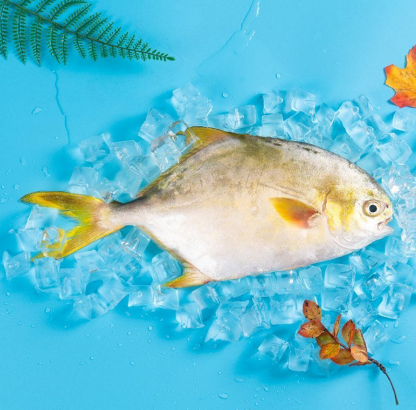 凍金鯧魚