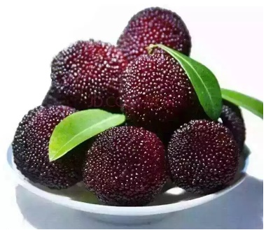 楊梅