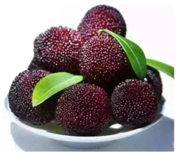 楊梅