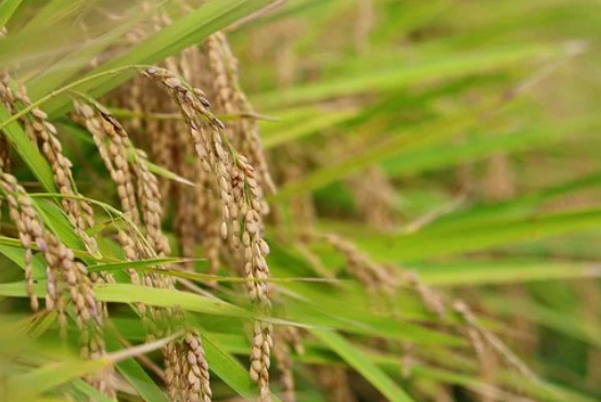 大米蛋白粉能够产生哪一些作用呢？