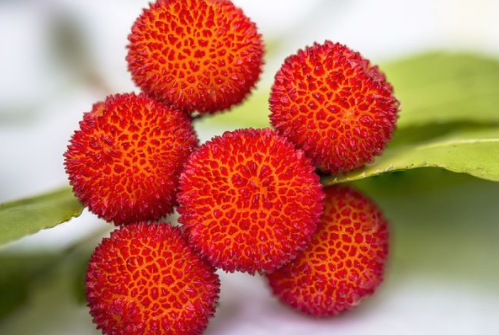 冷凍楊梅漿的做法簡(jiǎn)單 趕緊學(xué)起來(lái)