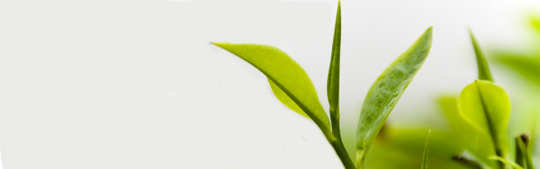 杭州天草科技有限公司