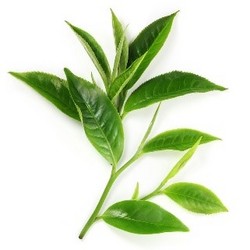 綠茶提取物