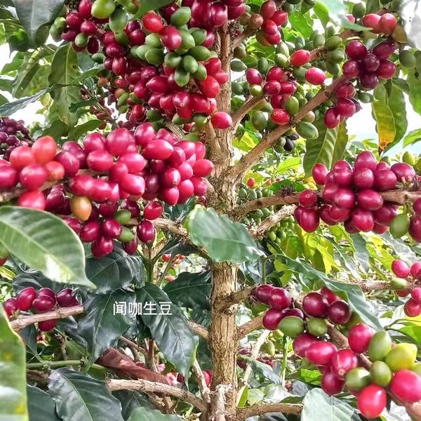 闻咖生豆