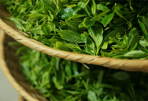 茶葉