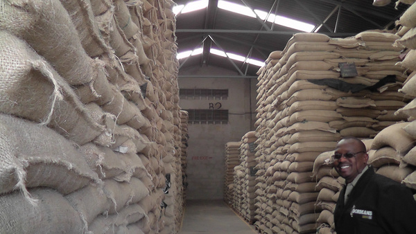 肯尼亚 玛赛 AA TOP 石光 咖啡生豆