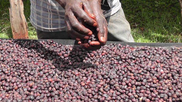 肯尼亚 玛赛 AA TOP 石光 咖啡生豆