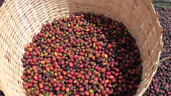 巴布亚 新几内亚 高地高甜AX 石光 咖啡生豆