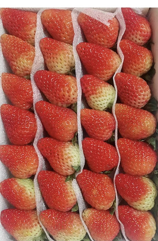 28顆雙流草莓