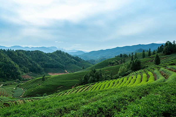 对话行业人 桔品茶业林加慧 | “高香”茶底爆发 花香茶会成为持续流行热点