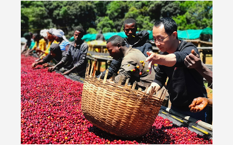 LEBUNNA埃塞俄比亚 中深烘焙 耶加雪菲SOE精品意式风格咖啡豆500g/袋