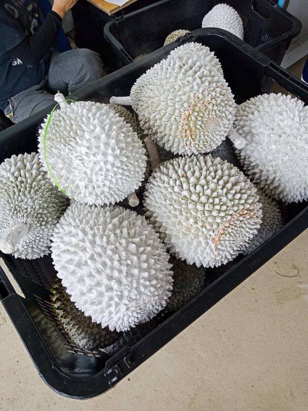 马来西亚液氮榴莲