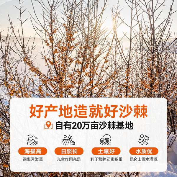 青海有机沙棘原浆原料野生沙棘汁源头工厂自有基地工厂