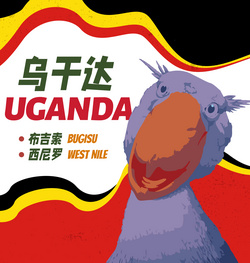 烏干達(dá)咖啡生豆