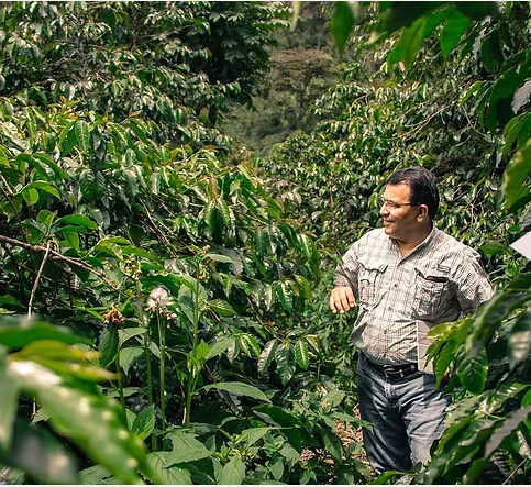 卡萨路易斯-瑰夏-日晒-优选 