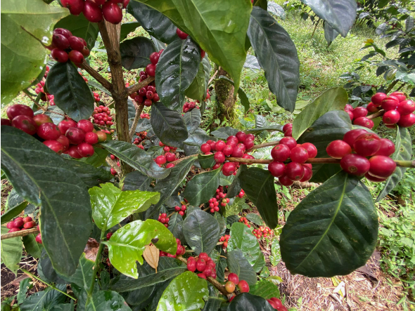 山羊庄园-瑰夏-日晒 LOT-341