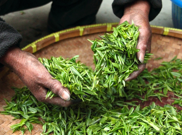 茶叶：千年文化的馈赠与健康泉源