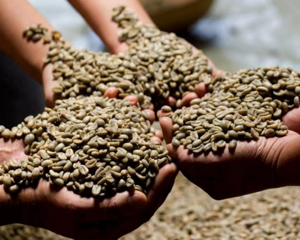 精品咖啡生豆