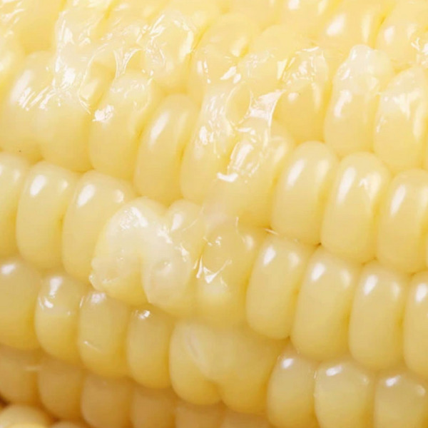 金翼甜糯玉米
