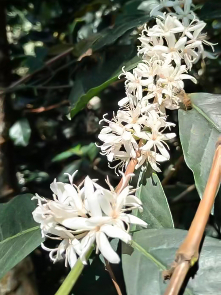 危地马拉祈福庄园 帕奇 蜜处理精品咖啡生豆