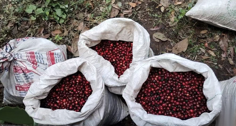 危地马拉祈福庄园 帕奇 蜜处理精品咖啡生豆