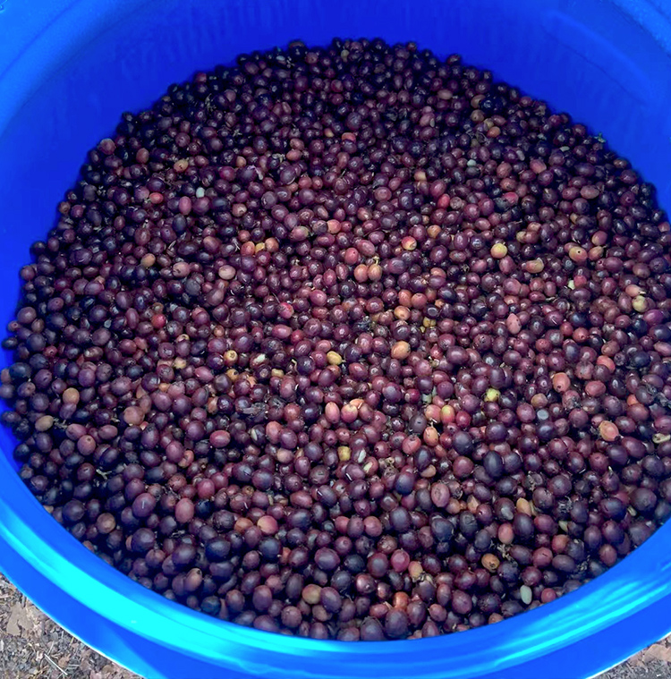 危地马拉小王子庄园 黄卡杜艾 日晒精品咖啡生豆