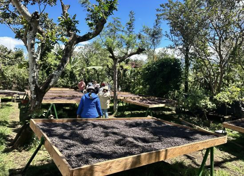 危地马拉 拉森达La Senda庄园 波旁 厌氧日晒精品咖啡生豆