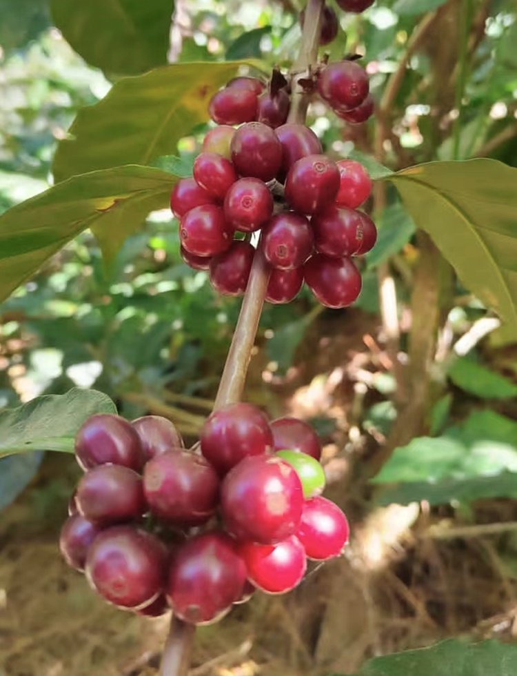 危地马拉瓜塔隆庄园 Guatalon 帕卡马拉 水洗 精品咖啡生豆