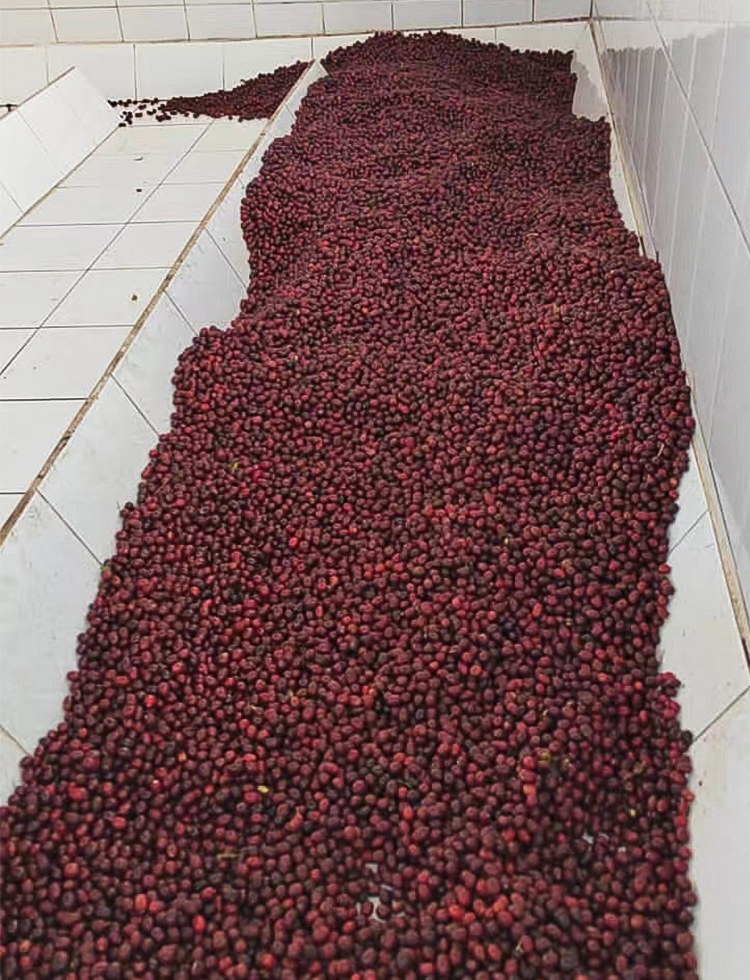 危地马拉瓜塔隆庄园 Guatalon 帕卡马拉 水洗 精品咖啡生豆