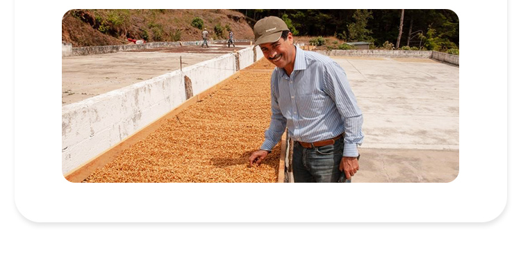 危地马拉瓜塔隆庄园 Guatalon 瑰夏 日晒精品咖啡生豆