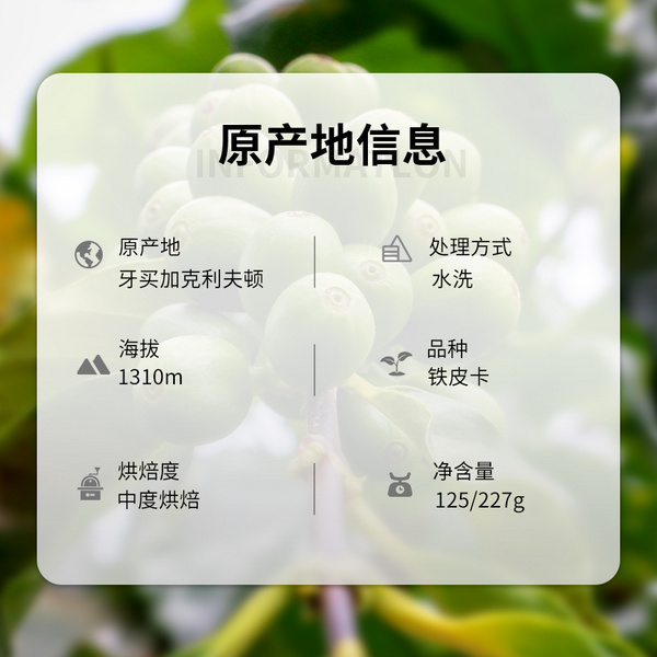 牙买加 蓝山NO.1  水洗