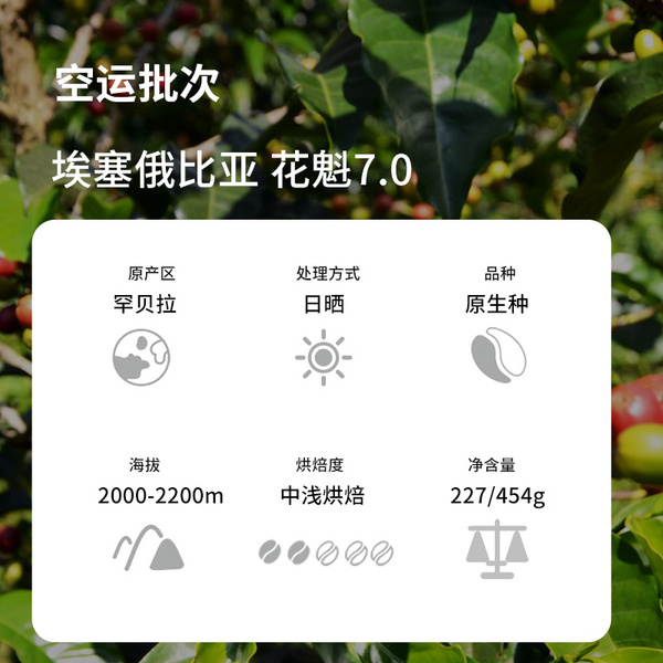 埃塞俄比亚 花魁7.0 日晒G1