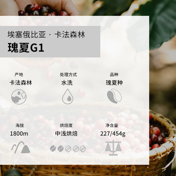 埃塞俄比亚 卡法瑰夏水洗