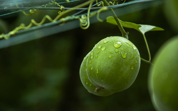 罗汉果甜苷V25/V40/V50