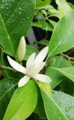 白蘭花提取液