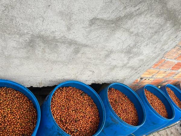 咖啡生豆 - 72小时厌氧发酵 日晒 希爪