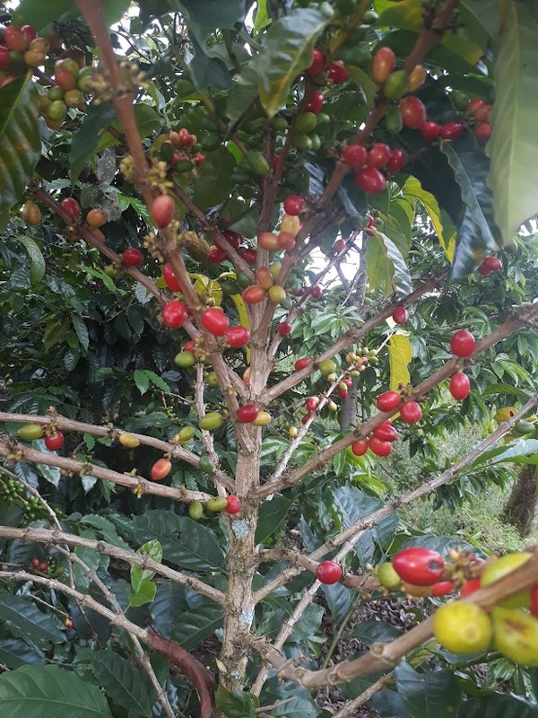 咖啡生豆 - 瑰夏 水洗