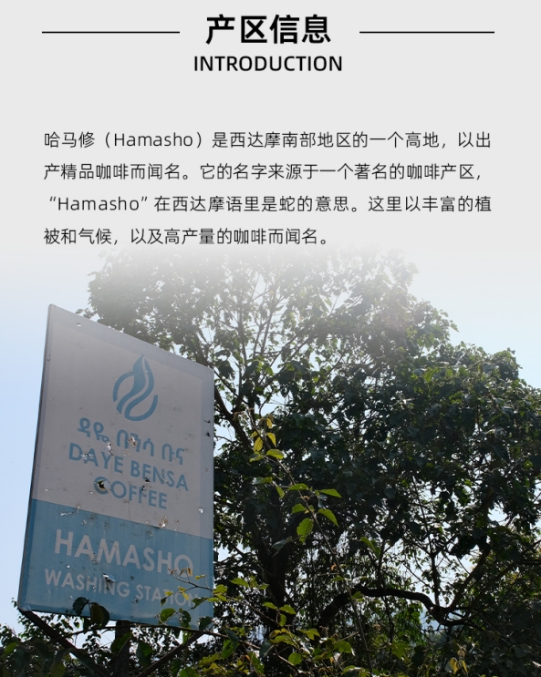 埃塞俄比亚/ 西达摩 哈马修/ 74158 日晒 G1/ Ethiopia Sidamo Hamasho 74158 Natural G1 2024