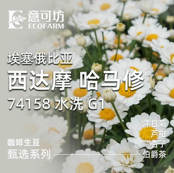 埃塞俄比亞/ 西達(dá)摩 哈馬修/ 74158 水洗 G1/ Ethiopia Sidamo Hamasho 74158 Washed G1 2024