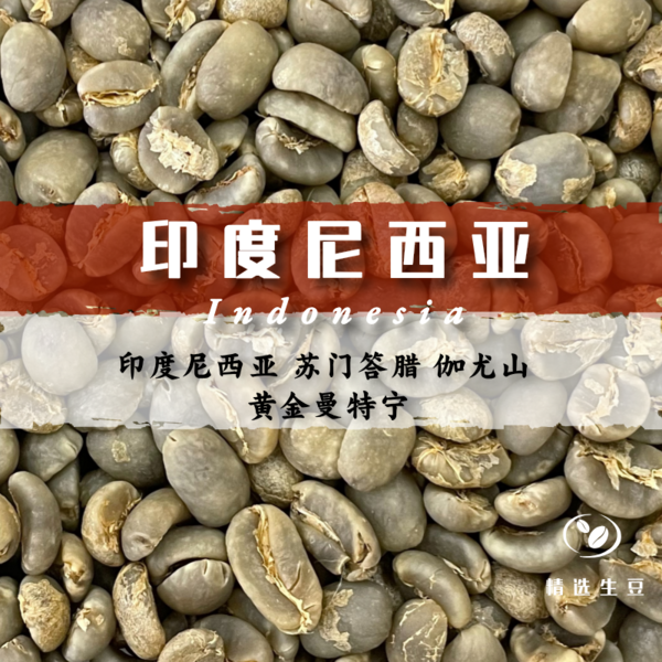 印度尼西亞 蘇門(mén)答臘 伽尤山 黃金曼特寧
