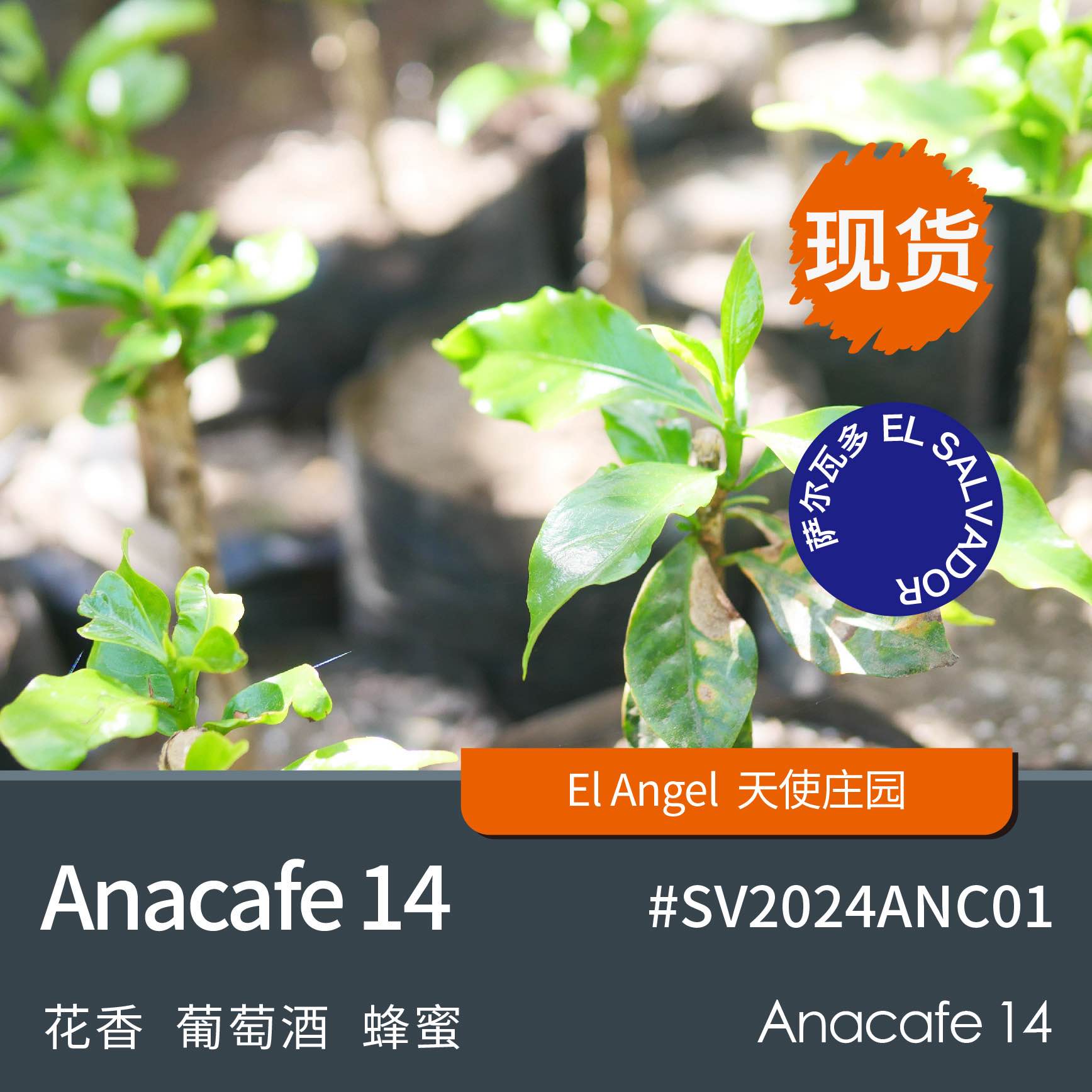 anacafe14