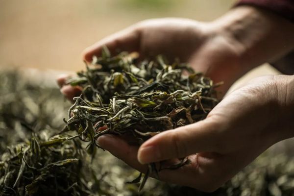 全球風(fēng)味CHA飲文化節(jié)首次推出！2025茶飲盛宴，展位火熱開售！