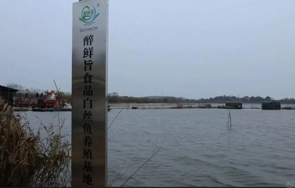 传承与创新并举，醉渔夫白丝鱼助力中餐文化新篇章
