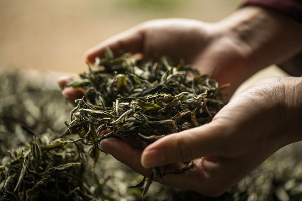一杯茶的魅力：你认为一杯茶能带来怎样的心灵体验与生活启示？