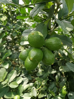 香水柠檬