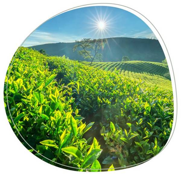 TREATT萃特茶