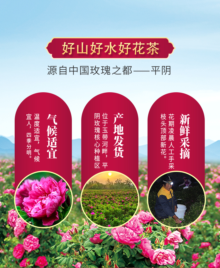 平阴玫瑰花冠茶