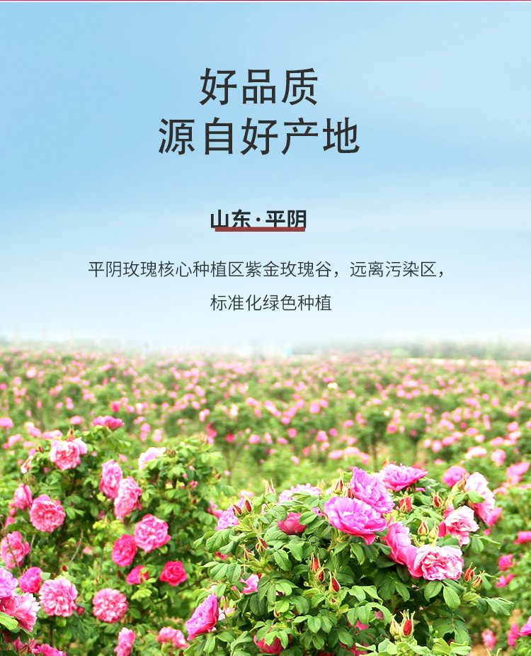 平阴玫瑰花冠茶