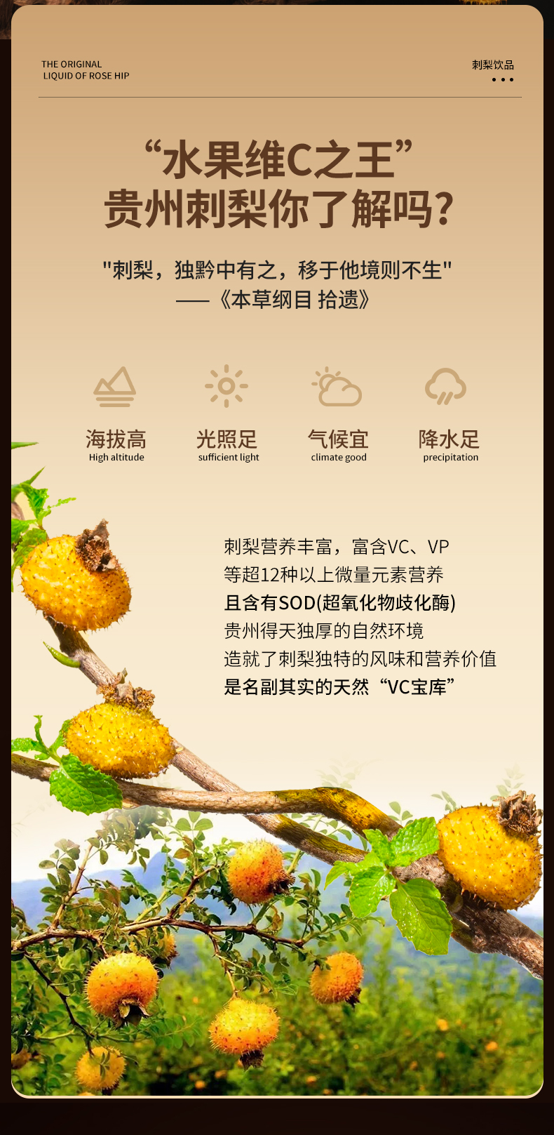 飞天小刺客刺梨植物饮