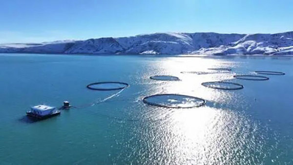 FHA金狮奖的荣耀选择,天蕴三文鱼亮相新加坡滨海湾金沙!揭秘冠军食材的全球魅力